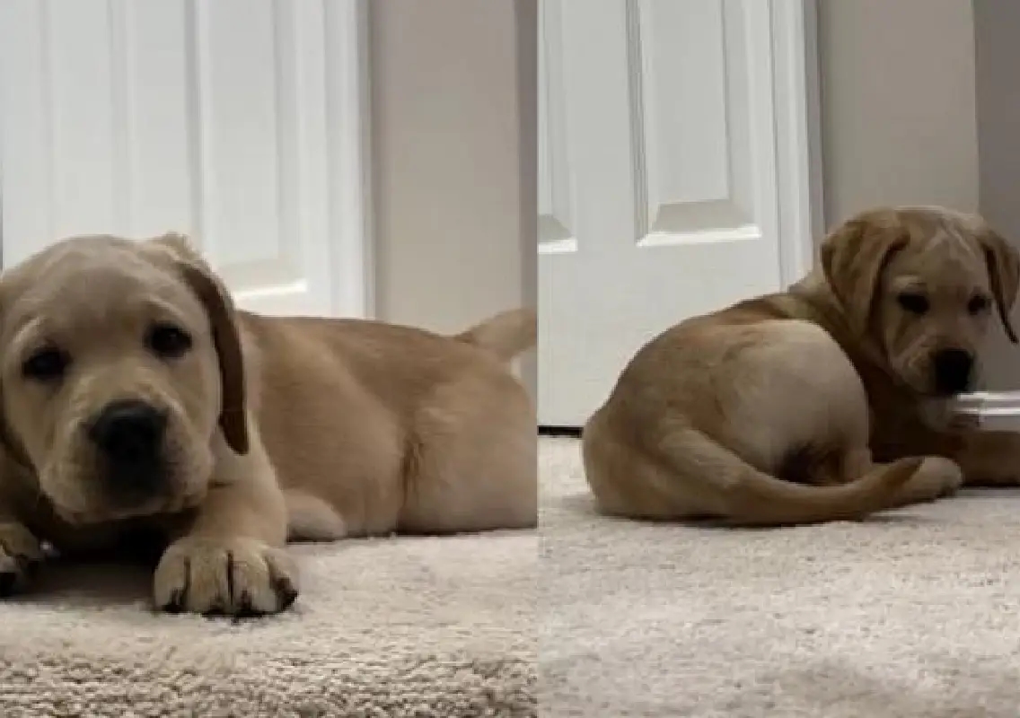Puppy pauses stair lesson after discovering his own tail - News Karnataka