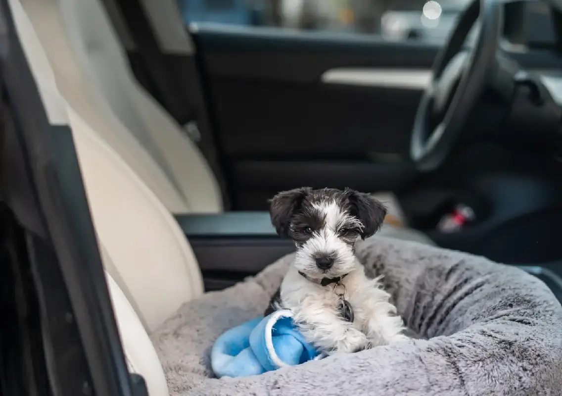 Puppy’s ‘safe spot’ during car ride melts hearts online - News Karnataka