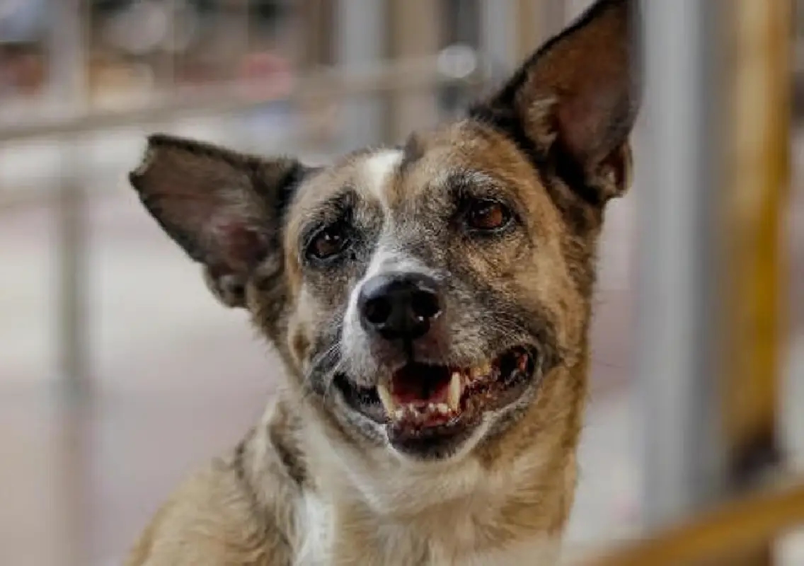 Rabies claims young professional’s life months after stray dog bite - News Karnataka