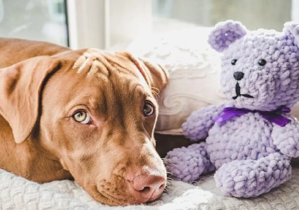 Rescue dog Dottie’s journey from fear to forever home - News Karnataka