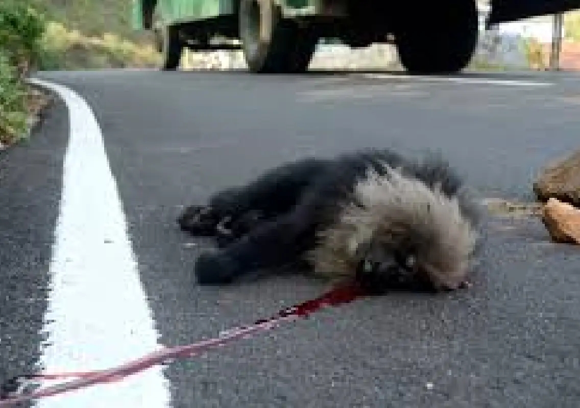Roads, power lines killing lion-tailed macaques in Valparai - News Karnataka