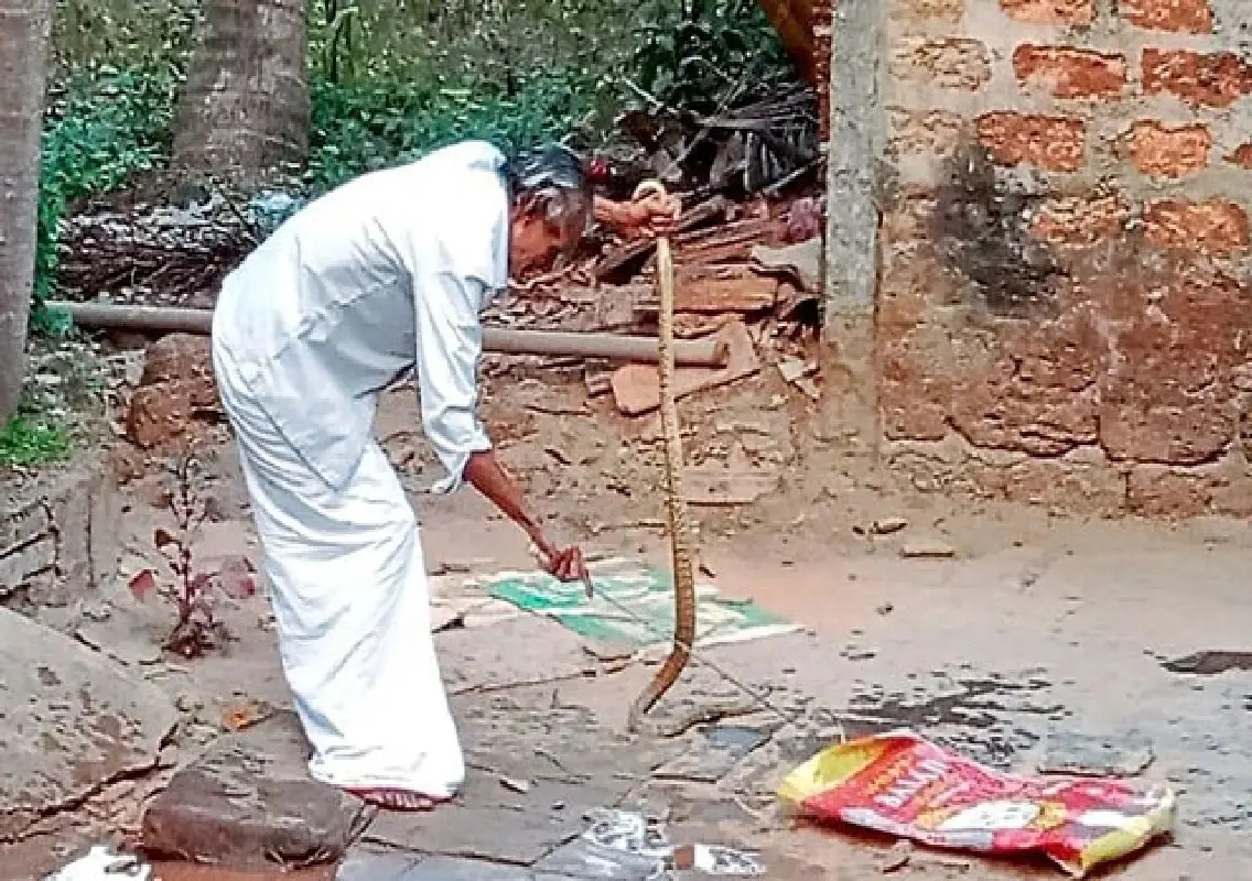 Seven-foot cobra rescued from house premises in Thekkatte - News Karnataka