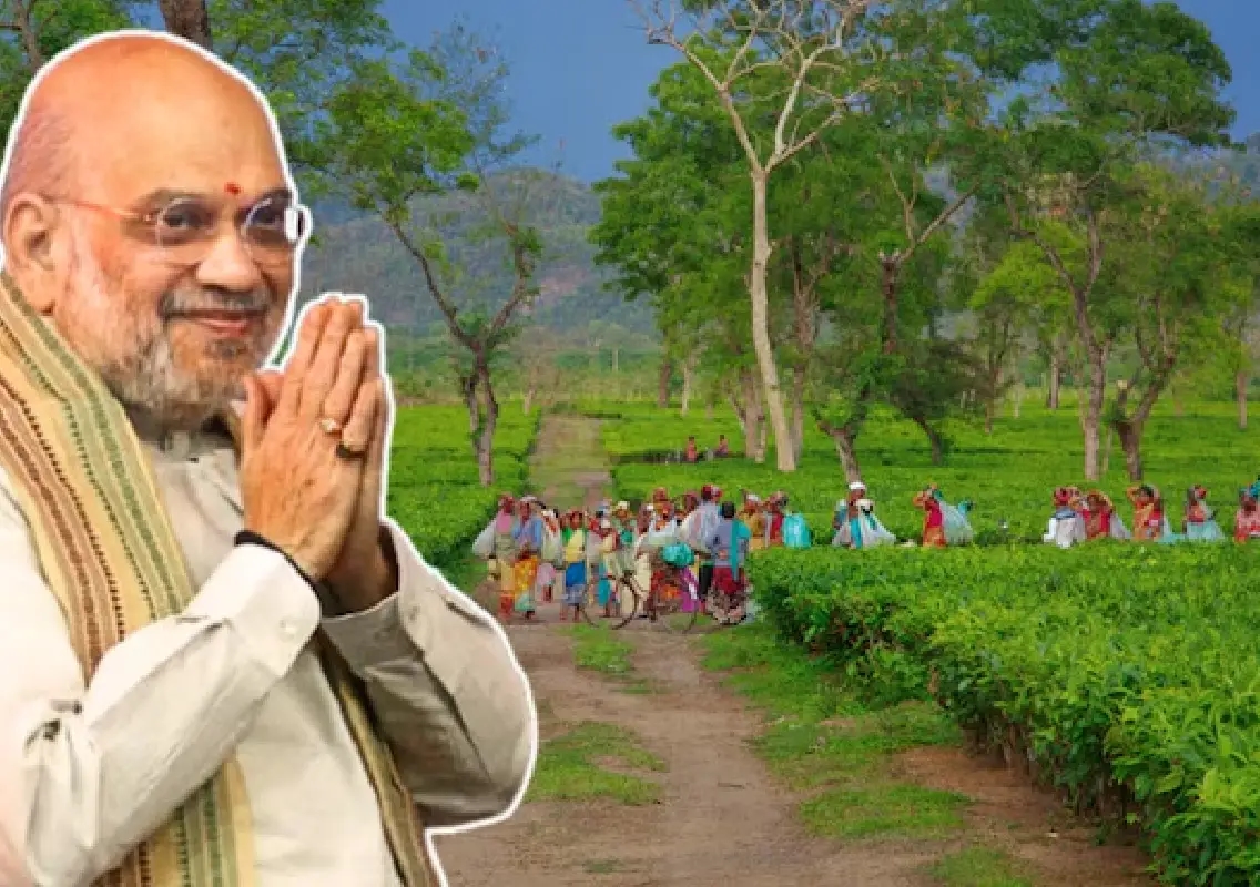 Shah says India–EU FTA to boost Assam tea exports - News Karnataka