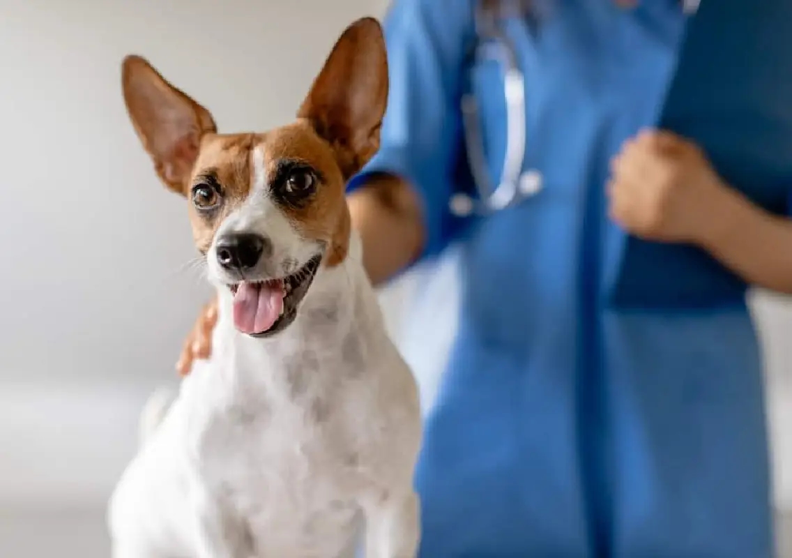Sibling squabble between pet dogs before vet visit wins hearts online - News Karnataka