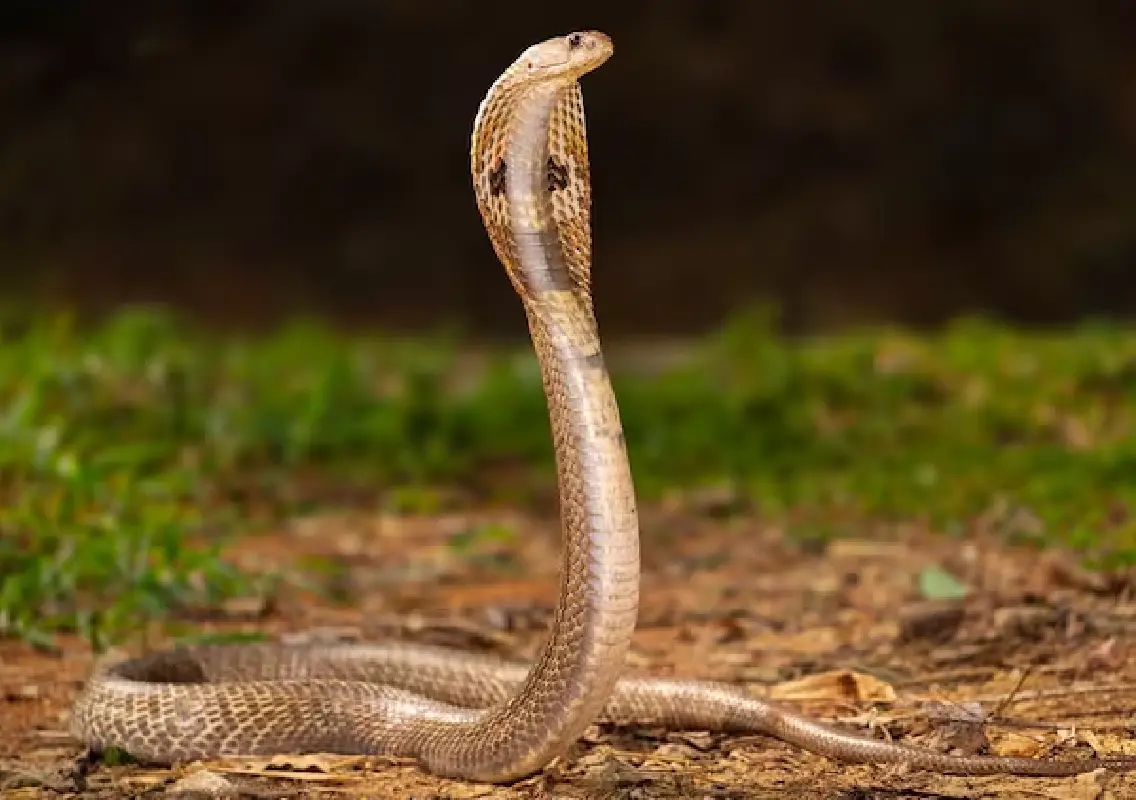 Snakebite deaths remain India’s silent crisis despite action plan - News Karnataka