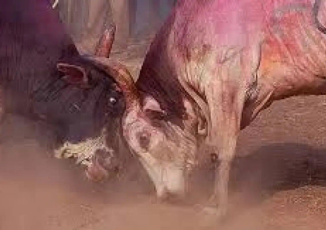 Std X student dies in illegal bullfight tragedy - News Karnataka