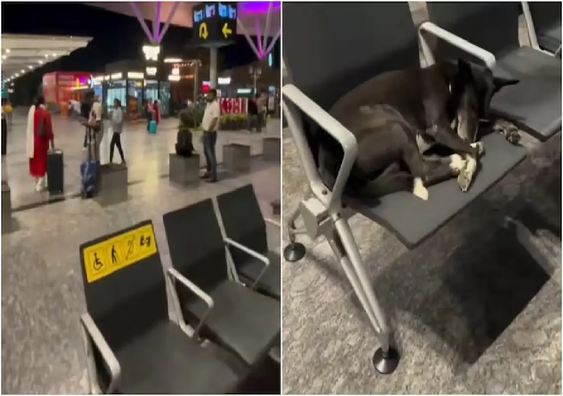 Stray dog at Bengaluru airport sparks online hygiene debate: WATCH - News Karnataka