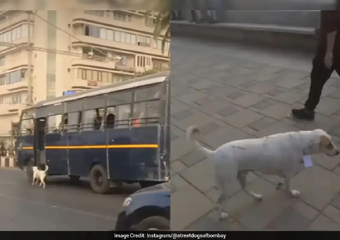 Stray dog joins Mumbai Police patrol, wins hearts at Marine Drive - News Karnataka