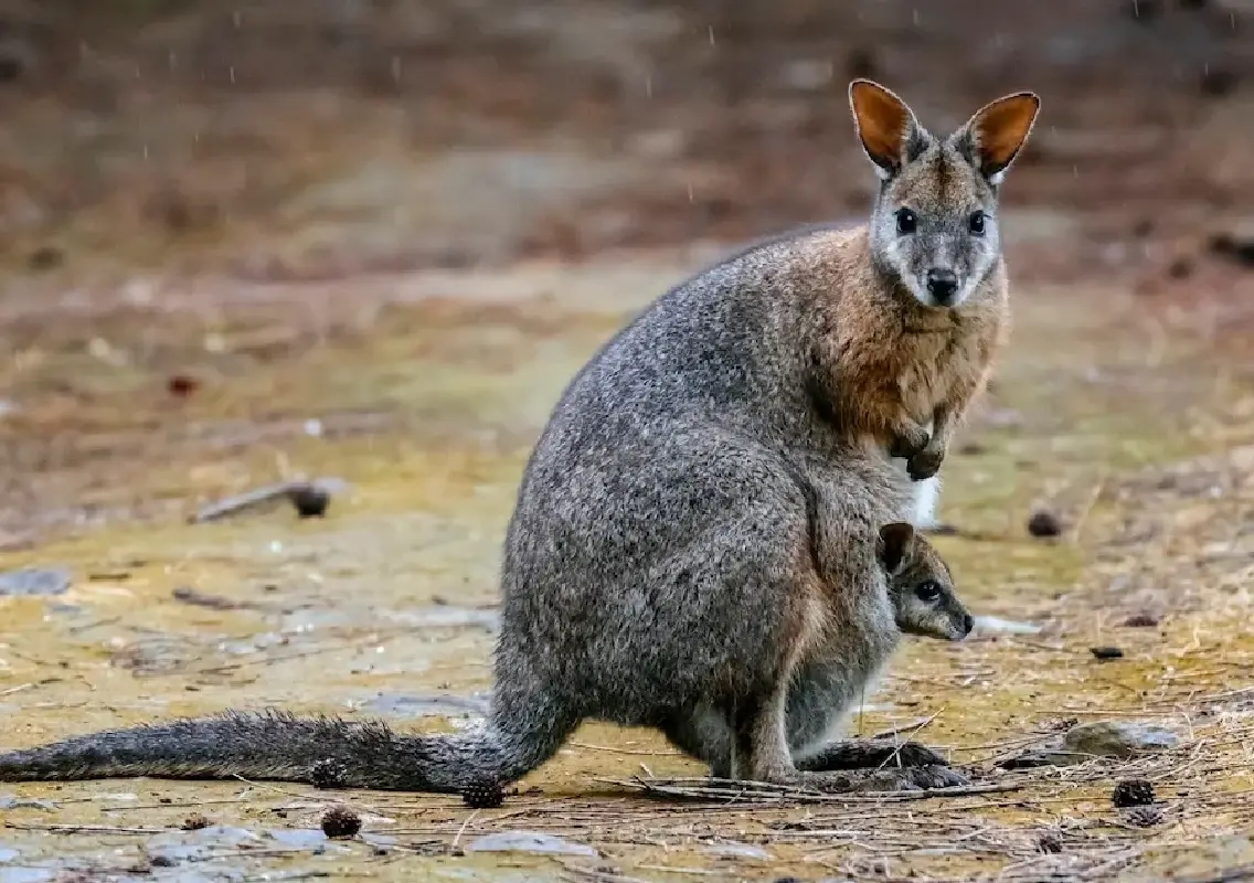 Tiny wallaby’s surprise tumble melts hearts online - News Karnataka