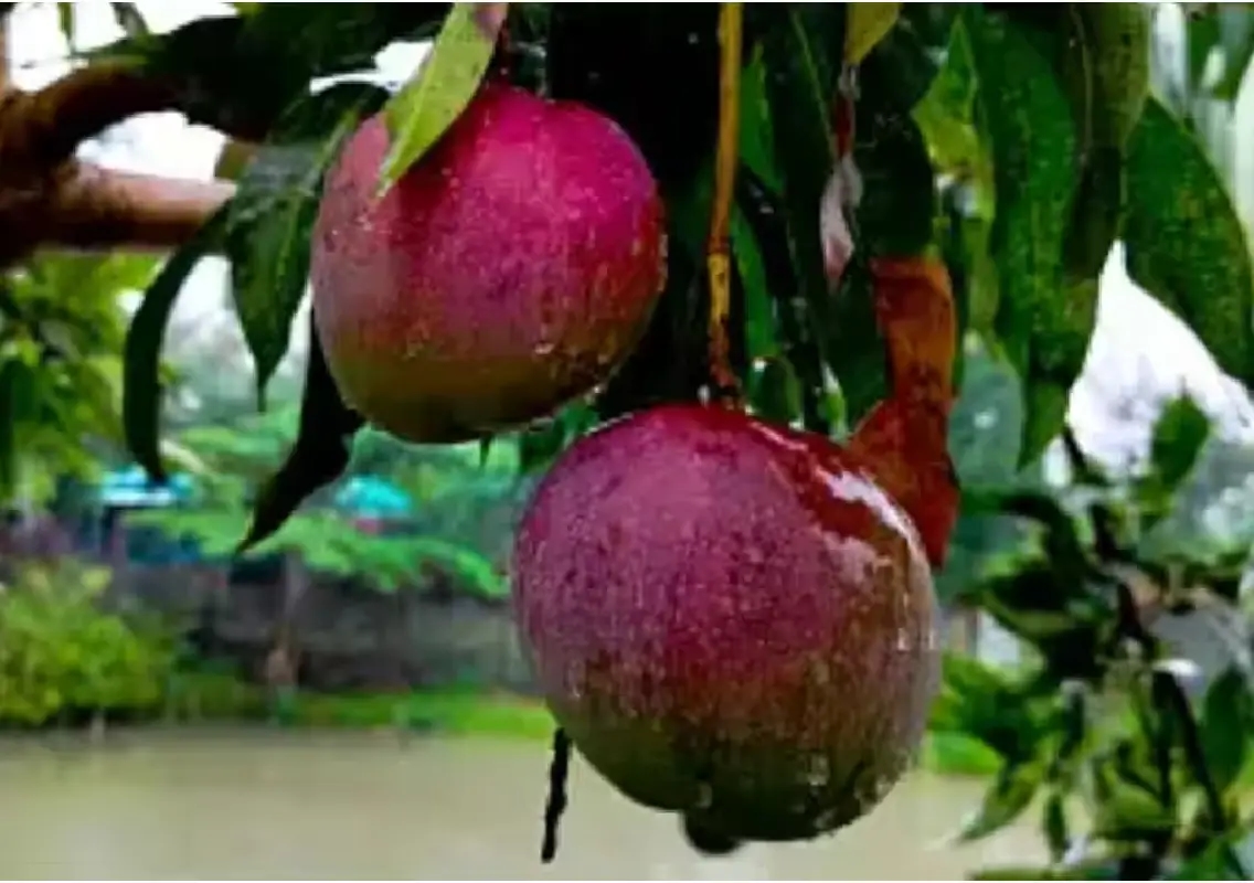 Udupi farmer grows Rs 3 lakh Miyazaki mango on terrace - News Karnataka