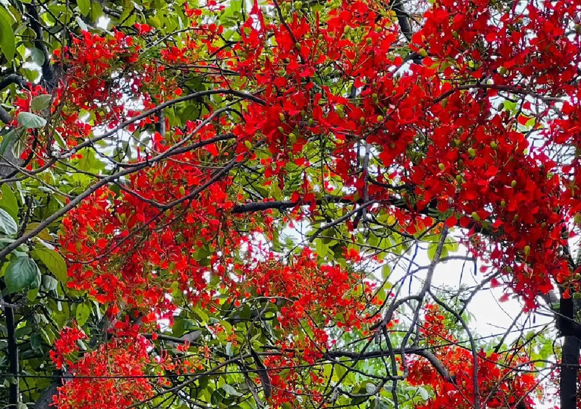 Valentine Garden Fair blooms with hope and livelihoods - News Karnataka