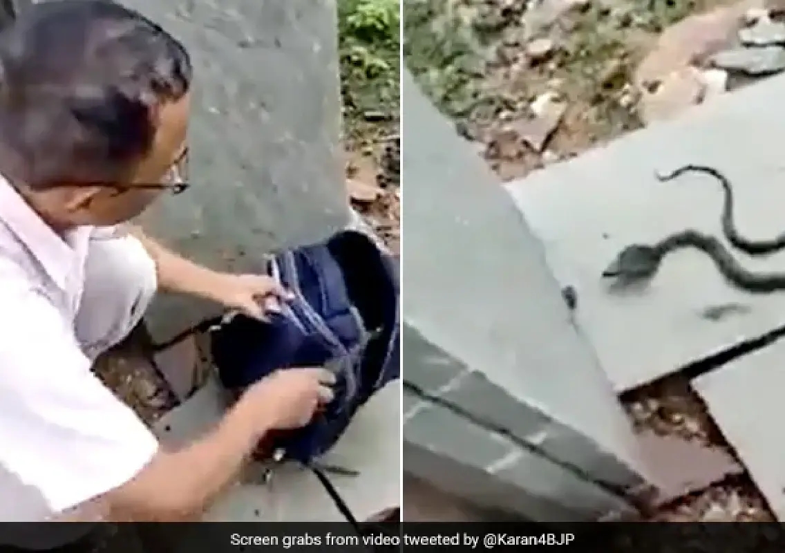 Venomous snake found inside Class 3 girl’s school bag - News Karnataka