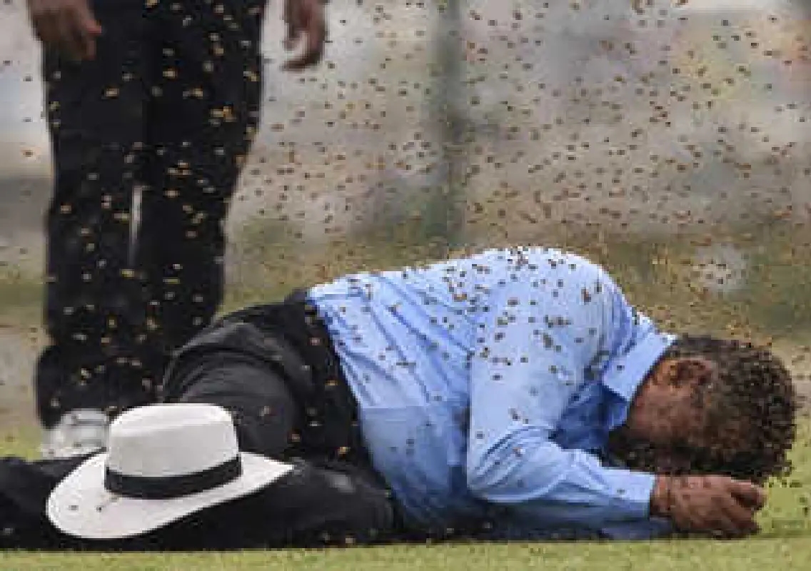 Veteran umpire dies after bee attack during match - News Karnataka