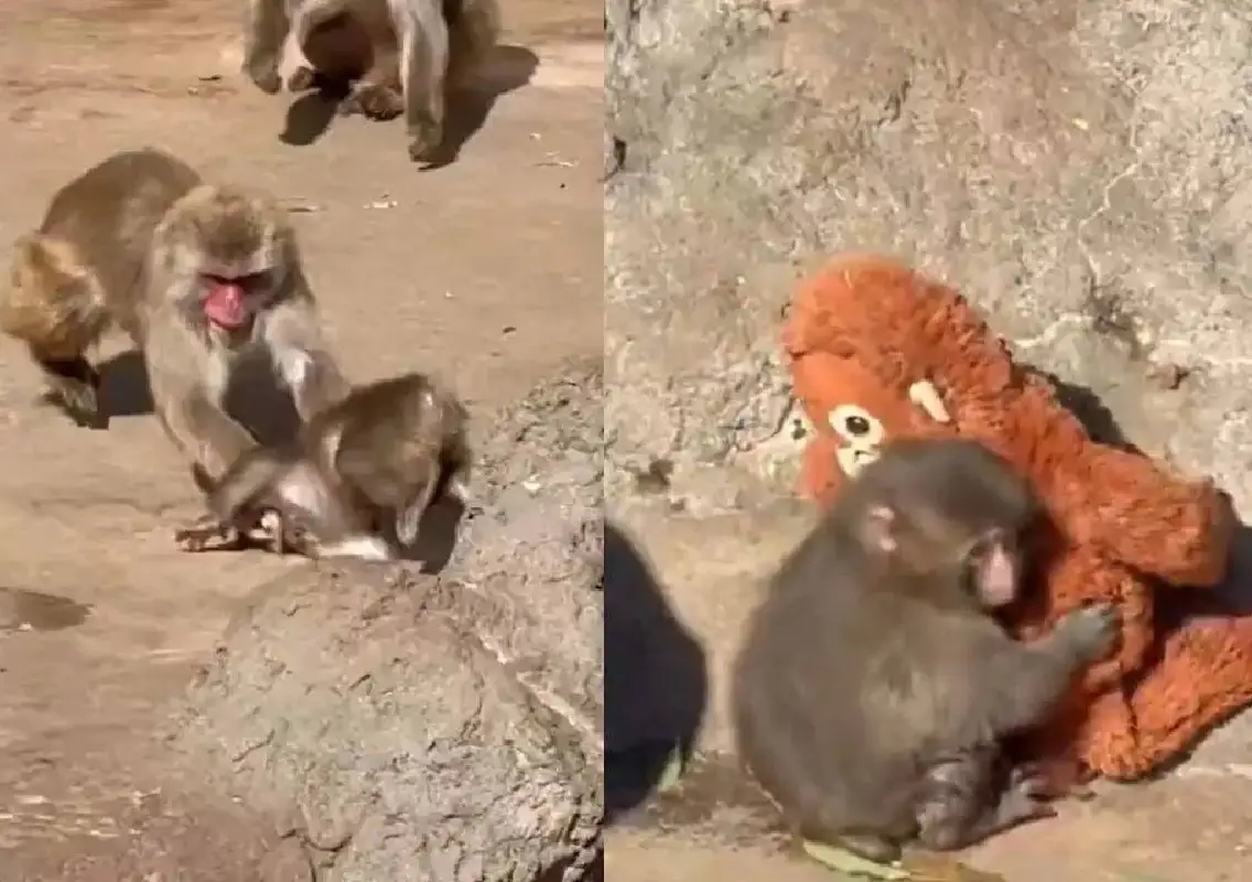 Viral monkey Punch bullied again, netizens heartbroken - News Karnataka