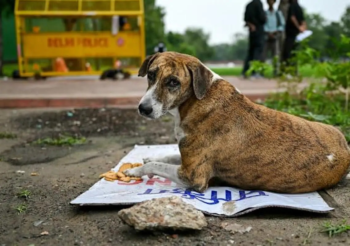 Woman dies after fall triggered by stray dog on highway - News Karnataka