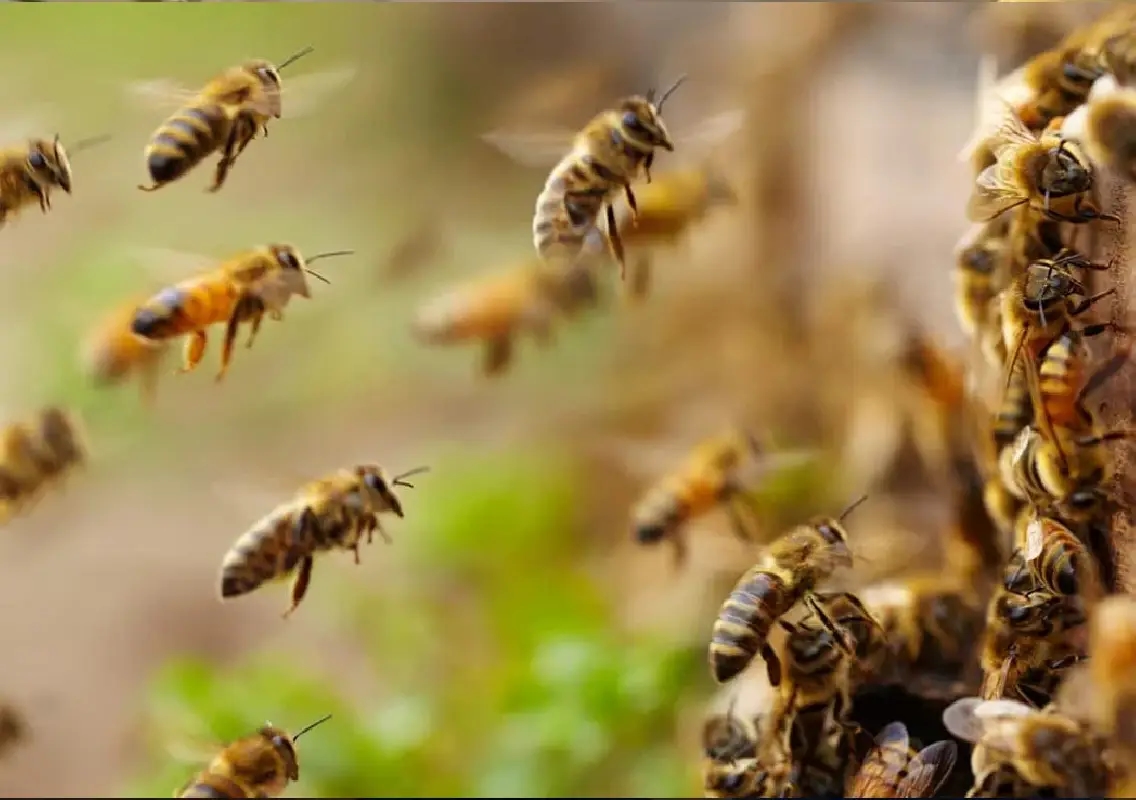 Woman dies saving children during bee attack at Anganwadi centre - News Karnataka