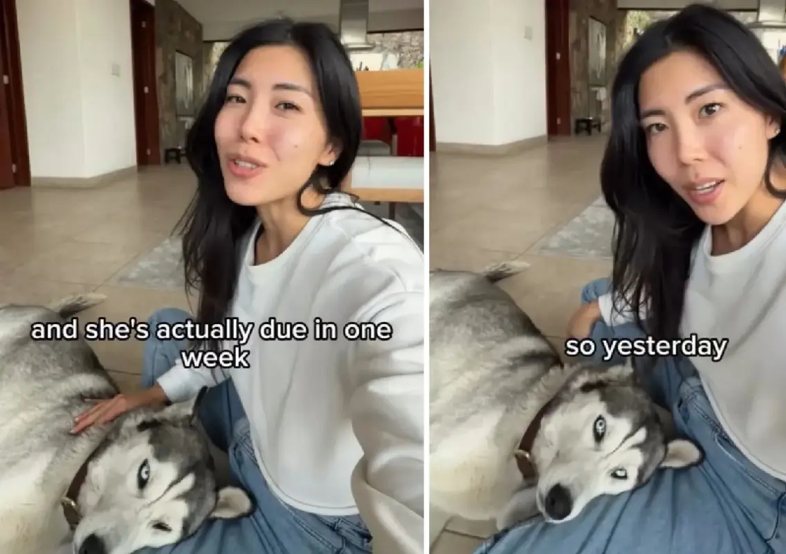Woman rescues husky, discovers she’s expecting six pups - News Karnataka