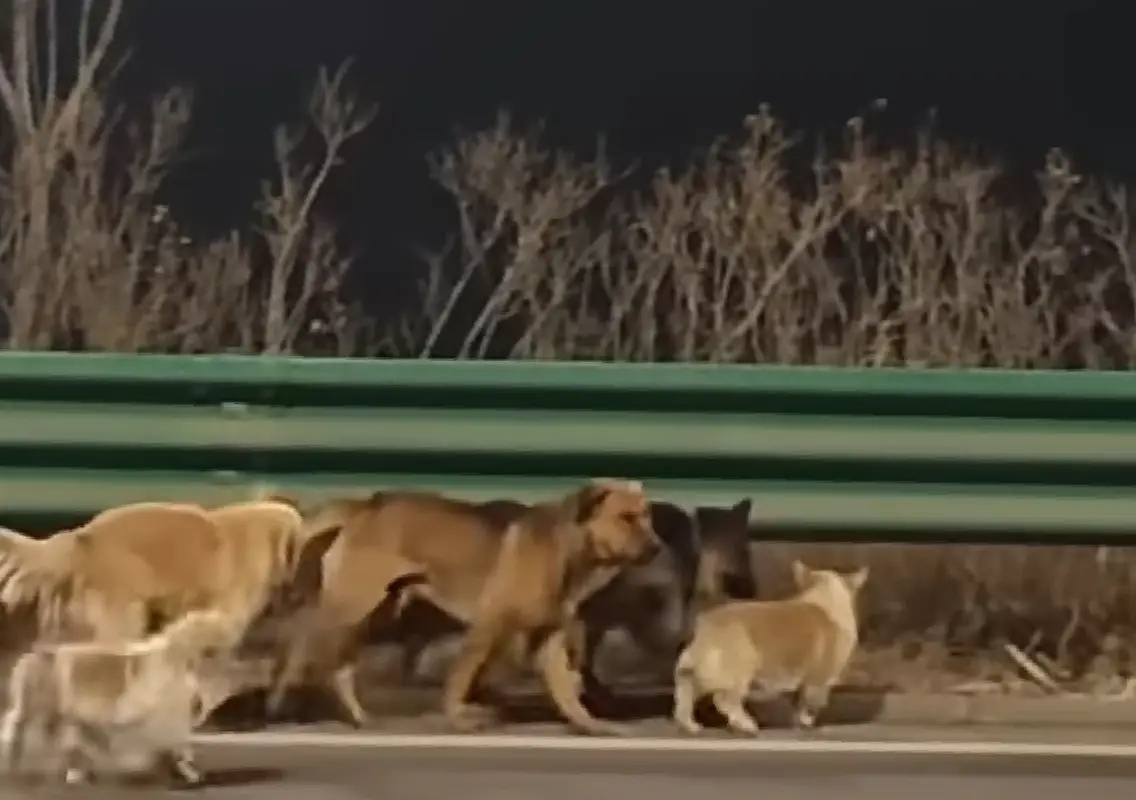 ‘Dogs walked 10 miles home’ story debunked as fake - News Karnataka