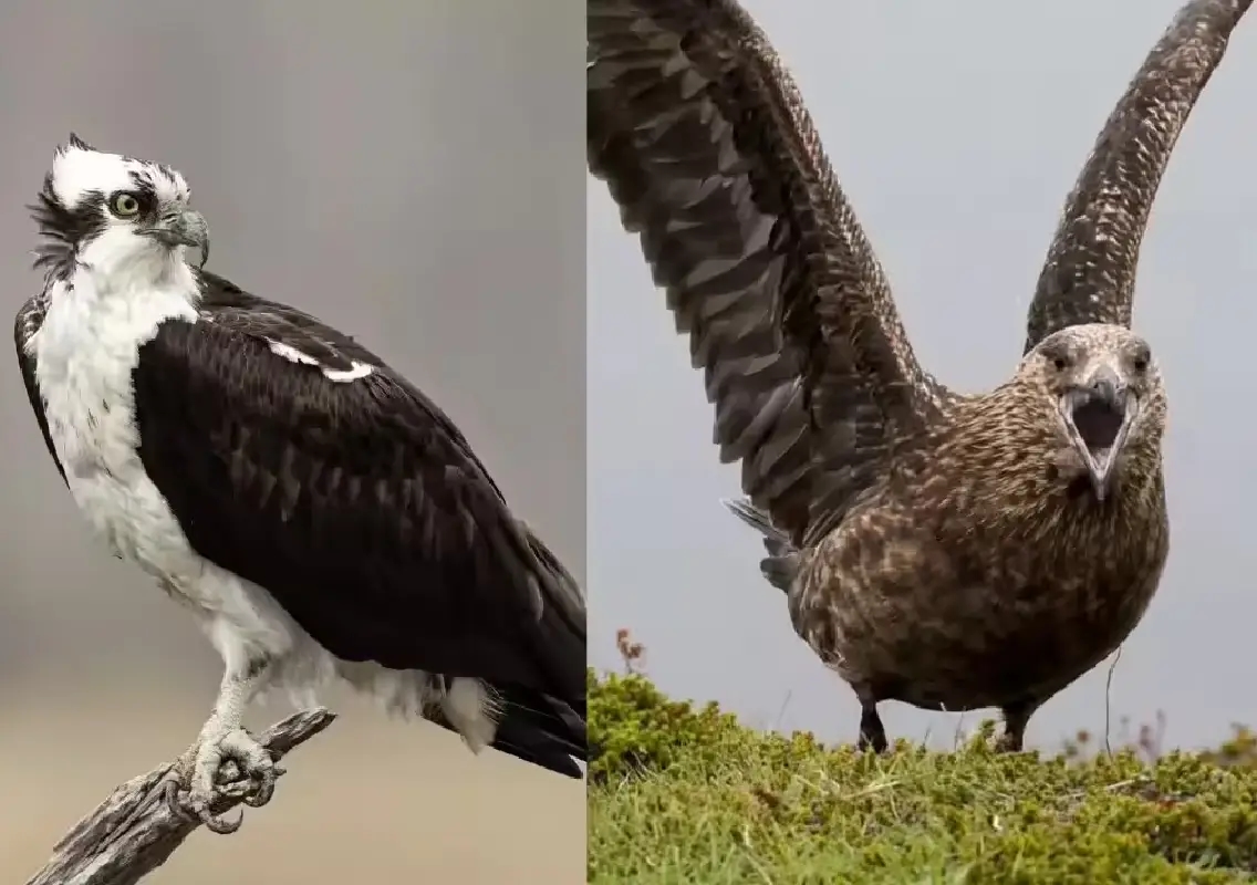 5 shocking ways birds hunt that reveal nature’s brutal side - News Karnataka