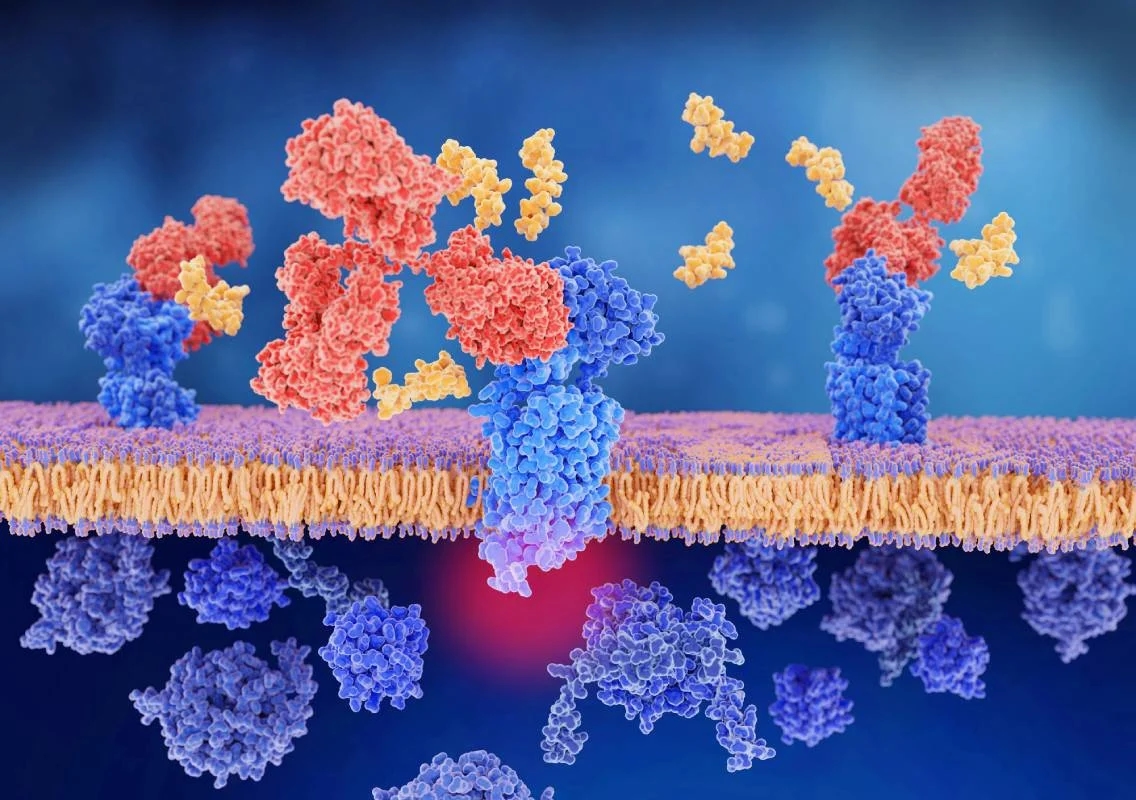 Triptorelin Peptide: Testosterone and Fertility - News Karnataka