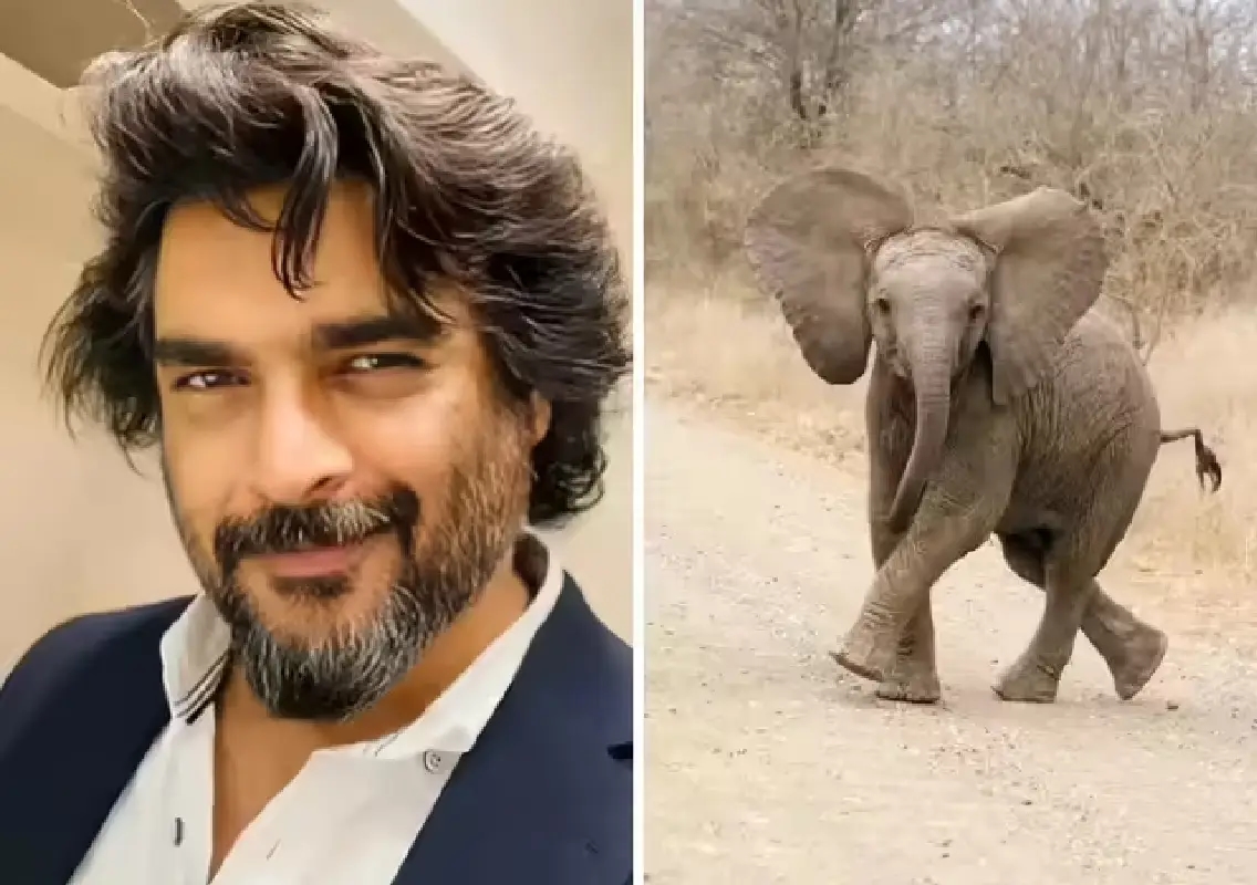 Baby elephant’s polite veggie stop melts hearts online - News Karnataka