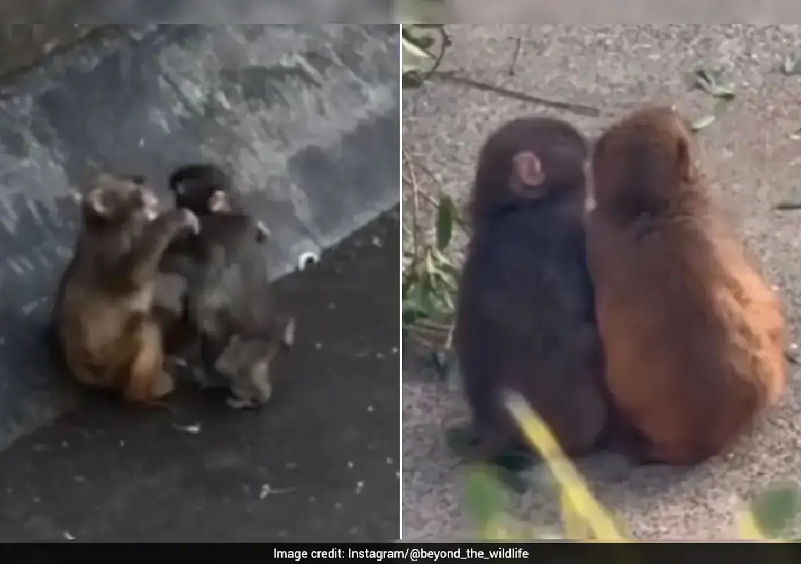 Baby monkey finds ‘girlfriend’, melts hearts online - News Karnataka