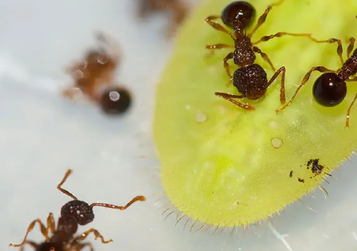 Caterpillars use secret rhythm to trick ants - News Karnataka