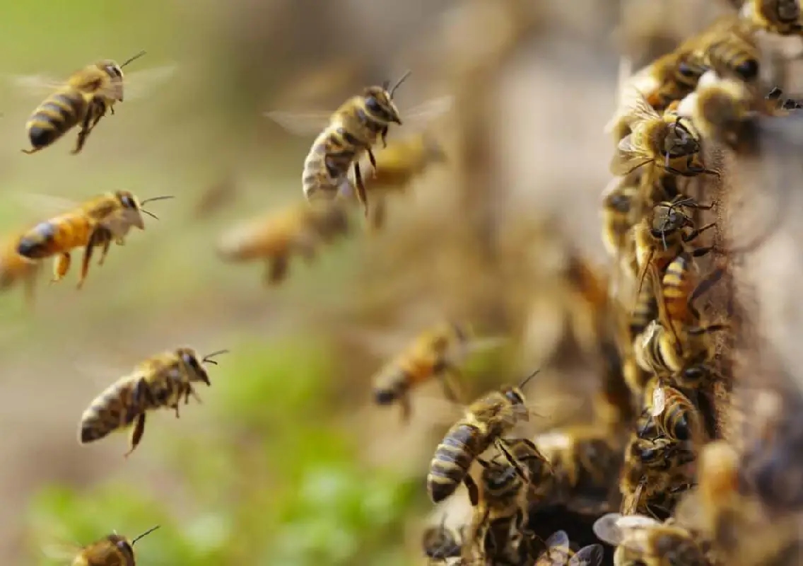 Constable dies of heart attack while fleeing bee attack near dam - News Karnataka