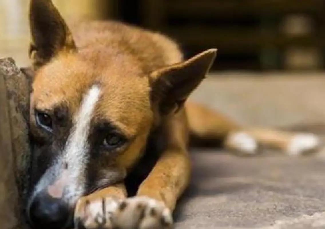 Dog beaten to death, NGO workers attacked during rescue attempt - News Karnataka
