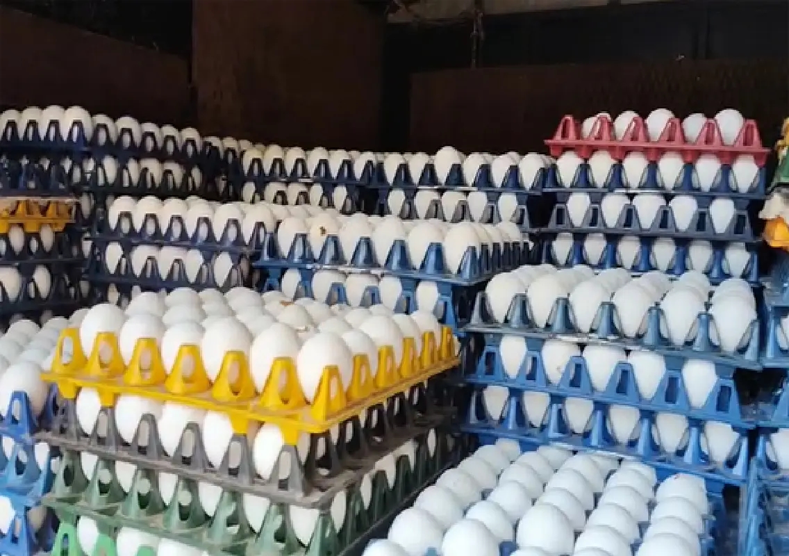 Egg prices drop sharply amid Middle East export halt - News Karnataka