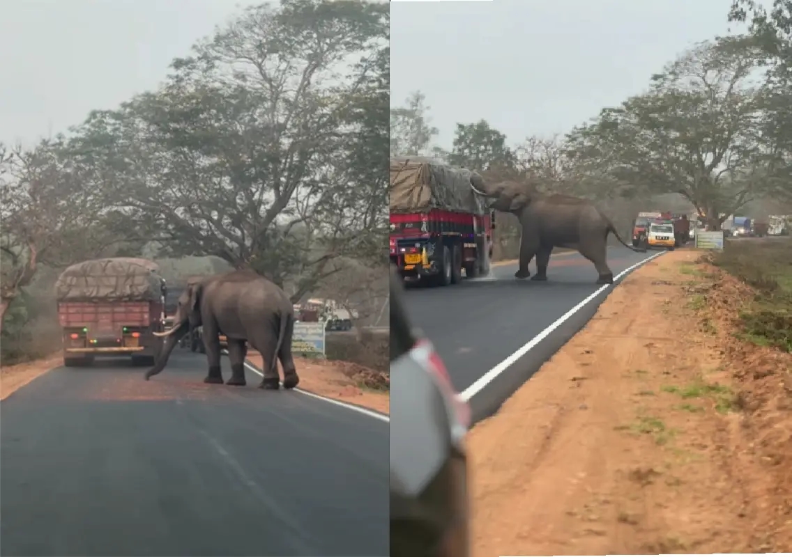 Elephant blocks Bandipur highway, startles tourists: WATCH - News Karnataka