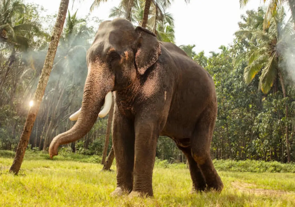 Elephant task force formed to tackle wild elephant menace - News Karnataka