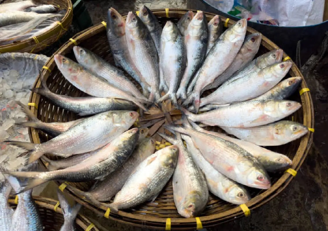 Fish prices crash as conflict hits Udupi fishing sector - News Karnataka