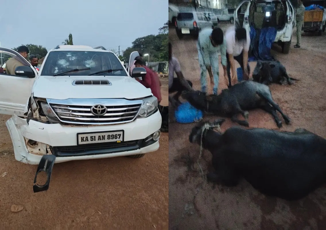 Five cattle rescued after illegal transport bid in Bajpe: WATCH - News Karnataka