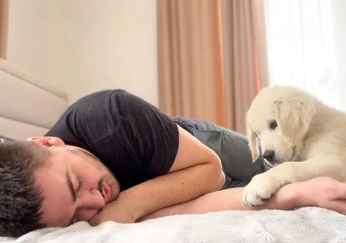 Golden Retriever pup becomes the cutest alarm clock - News Karnataka