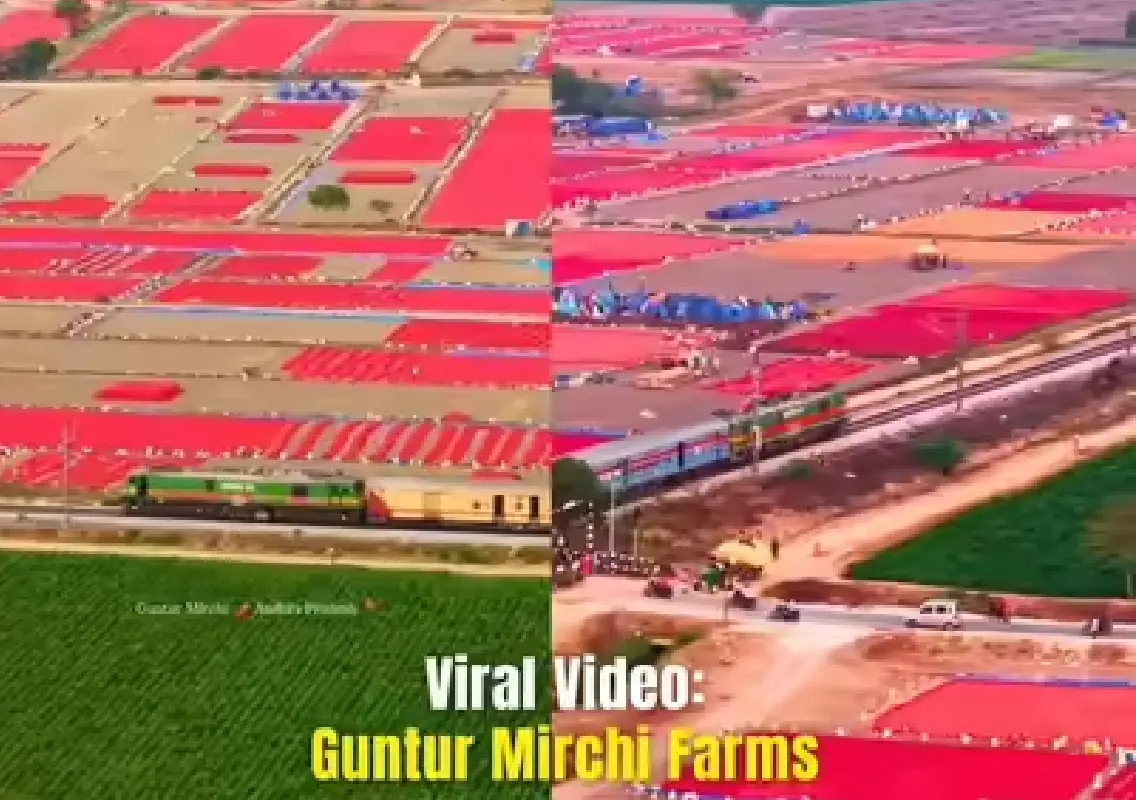 Guntur’s ‘red gold’ harvest stuns in viral drone video - News Karnataka