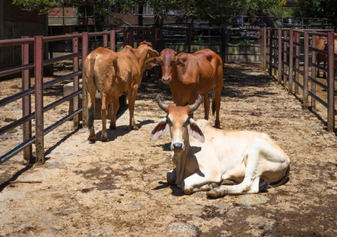 Illegal cattle slaughter racket busted near Kasba Bengre - News Karnataka