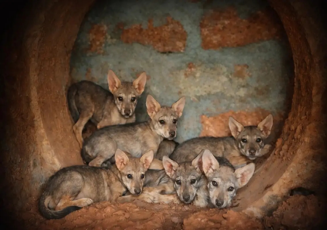 Indian wolf Geeta delivers seven pups at Pilikula park - News Karnataka