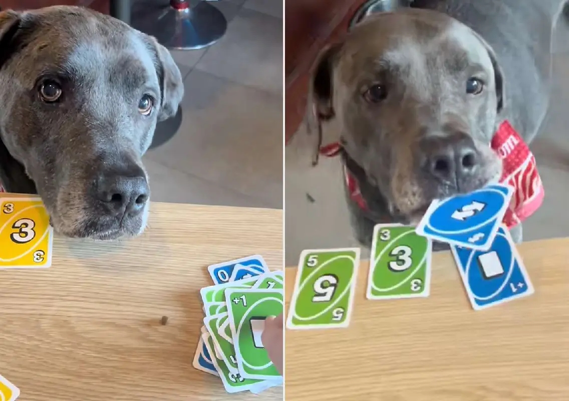 Labrador plays Uno with owner and seems to pick right cards, video amazes viewers - News Karnataka