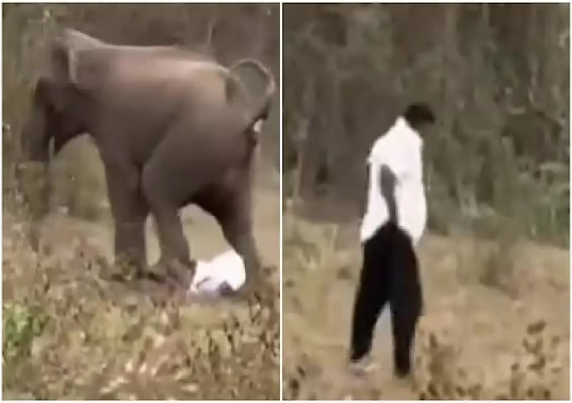 Man survives elephant attack in Odisha forest, condition critical: WATCH - News Karnataka