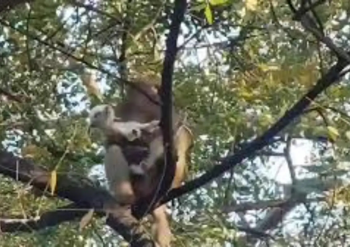 Monkey carrying baby goat up a tree melts hearts online - News Karnataka
