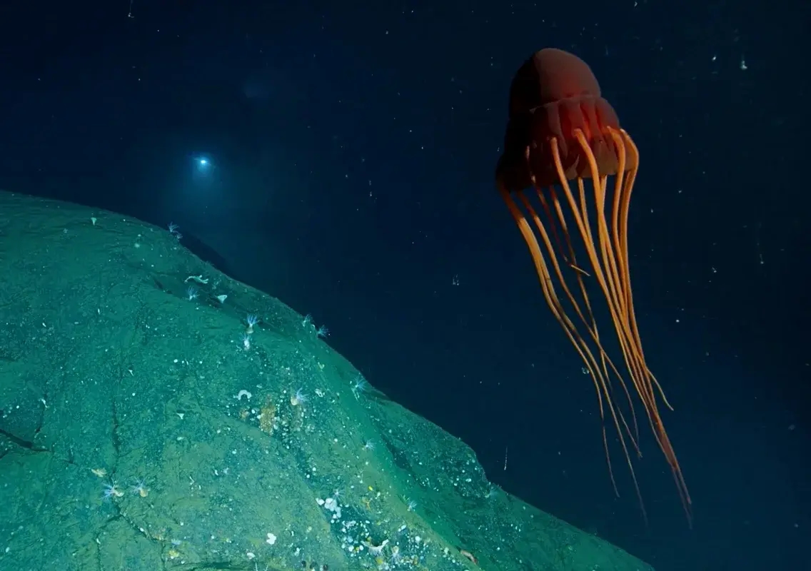NASA once sent thousands of jellyfish to space — here’s why - News Karnataka