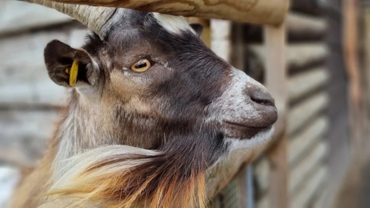 New mama goat’s panic over missing kid melts hearts online - News Karnataka