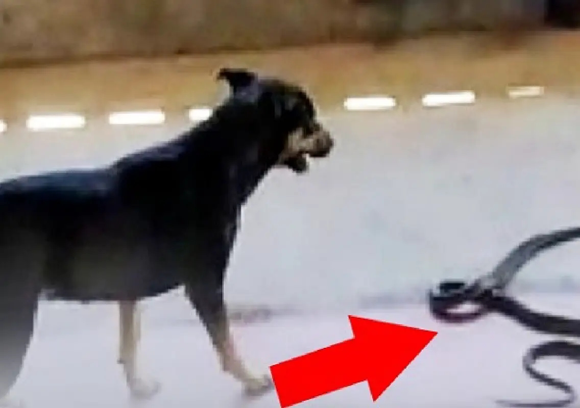 Pet dog dies saving family from snake in heroic act - News Karnataka