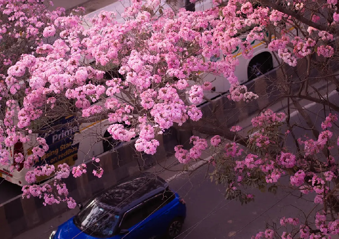 Pink trumpet bloom turns Bengaluru into blush city - News Karnataka