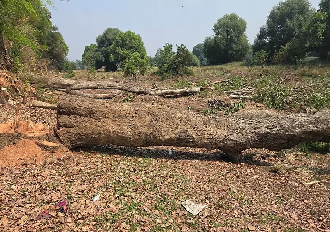 Protest planned over illegal tree felling in Mysuru - News Karnataka