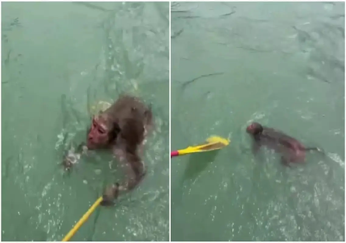 Rafters rescue monkey from strong river currents: WATCH - News Karnataka