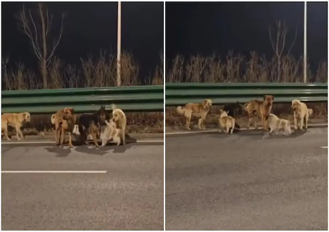 Seven dogs escape traders, trek 17 km back home: WATCH - News Karnataka
