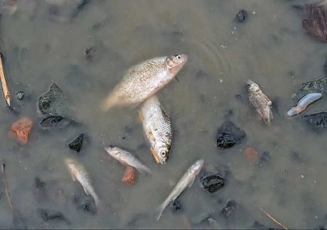 Sewage inflow likely cause of fish deaths near Raikatte Bridge - News Karnataka