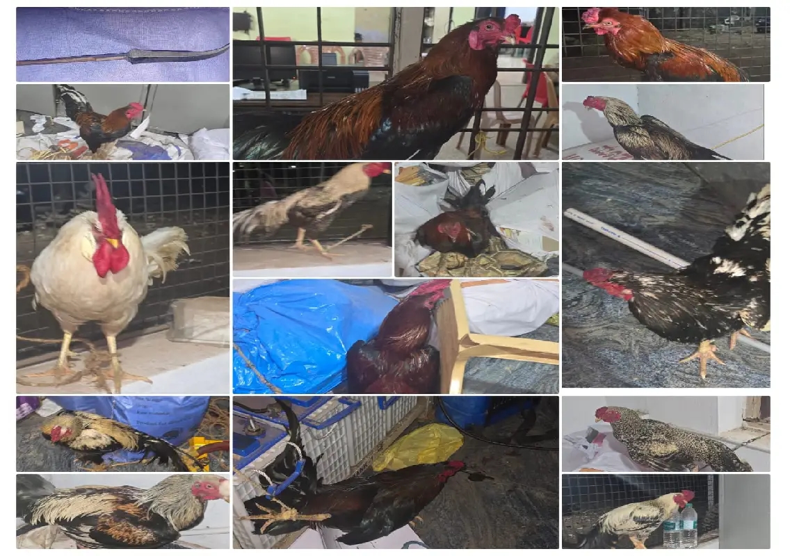 Six arrested in Moodbidri cockfighting raid, 17 roosters rescued - News Karnataka
